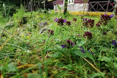 Prunella vulgaris